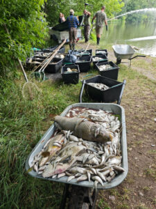Peces muertos a causa de la combinación de las altas temperaturas con la contaminación por sedimentos, que han sido recogidos en el lago Modlanská, al norte de la República Checa. La ola de calor en la República Checa ha causado desde el fin de semana la muerte de casi toda la población piscícola del lago Modlanska, al norte del país, donde ya se han recogido más de once toneladas de pescado muerto. EFE/ Asociación Checa de Pesca. Asociación Territorial de Bohemia del Norte/SOLO USO EDITORIAL/SOLO DISPONIBLE PARA ILUSTRAR LA NOTICIA QUE ACOMPAÑA (CRÉDITO OBLIGATORIO)