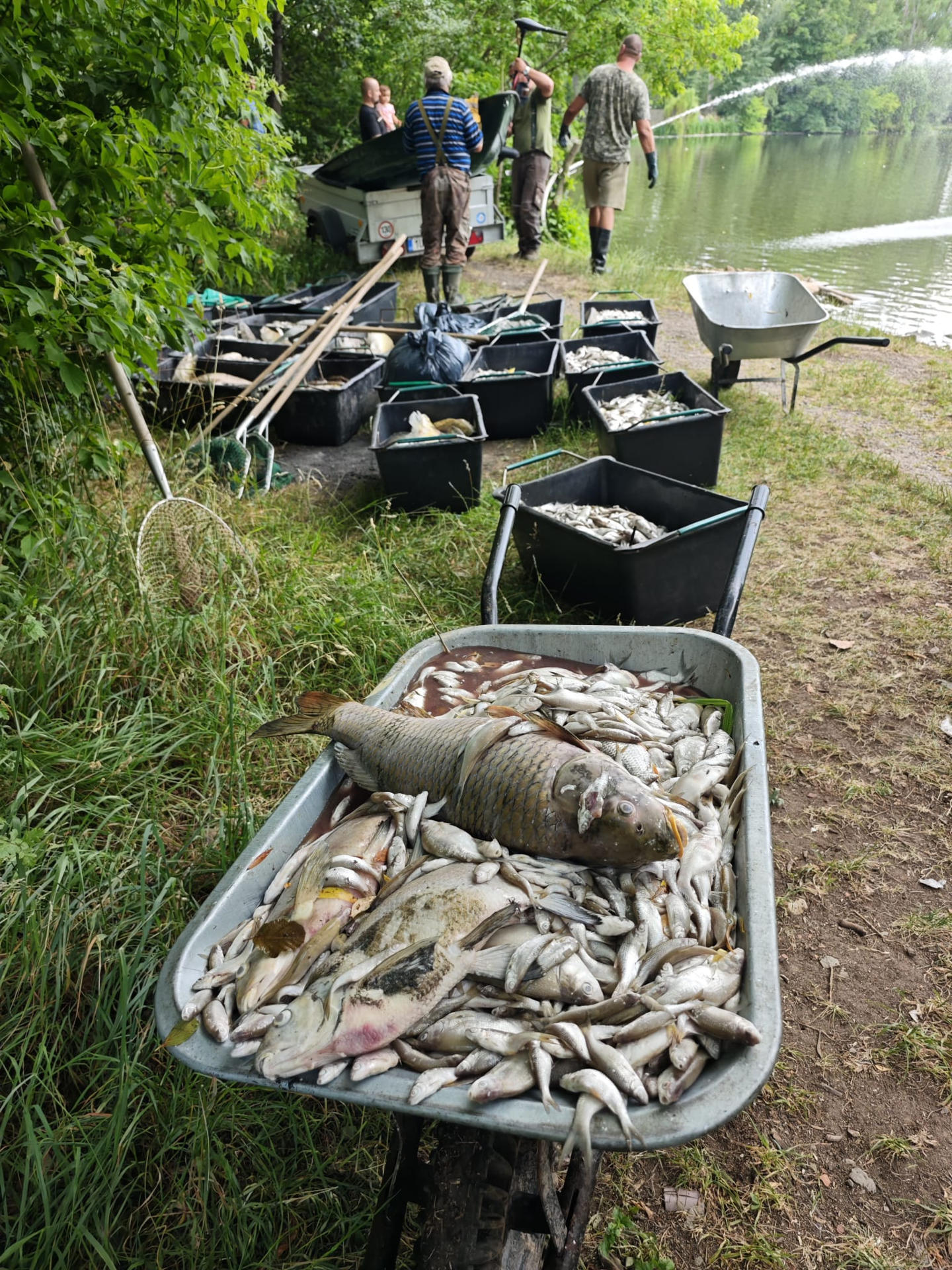 Peces muertos a causa de la combinación de las altas temperaturas con la contaminación por sedimentos, que han sido recogidos en el lago Modlanská, al norte de la República Checa. La ola de calor en la República Checa ha causado desde el fin de semana la muerte de casi toda la población piscícola del lago Modlanska, al norte del país, donde ya se han recogido más de once toneladas de pescado muerto. EFE/ Asociación Checa de Pesca. Asociación Territorial de Bohemia del Norte/SOLO USO EDITORIAL/SOLO DISPONIBLE PARA ILUSTRAR LA NOTICIA QUE ACOMPAÑA (CRÉDITO OBLIGATORIO)