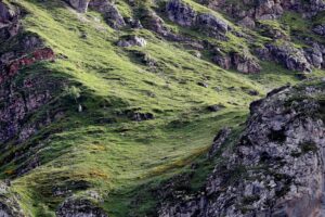 Vista de archivo de un prado con rebecos pastando en la ladera de una montaña del Parque Natural de Somiedo , en el suroccidente de Asturias. EFE/J.L. Cereijido.