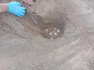 Agentes medioambientales han confirmado la localización de un nuevo nido de tortuga boba en el Parque Regional de Calblanque, Región de Murcia, según ha informado este domingo la Comunidad Autónoma. Este sería el tercer año consecutivo en que esta especie amenazada elige el área para desovar, consolidando el litoral murciano como un punto crucial para su reproducción. La puesta, localizada esta madrugada por un particular que alertó a los agentes medioambientales, contiene 75 huevos. Según informaron las autoridades, el nido será trasladado a una zona más segura dentro del Parque Regional para garantizar su desarrollo óptimo.-EFE/ Comunidad Autónoma de Murcia ***SOLO USO EDITORIAL/SOLO DISPONIBLE PARA ILUSTRAR LA NOTICIA QUE ACOMPAÑA (CRÉDITO OBLIGATORIO)***