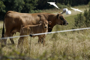 Vaca roxa con su ternero pastando junto a unas garcillas bueyeras este jueves en Villabona, Asturias. EFE/Paco Paredes