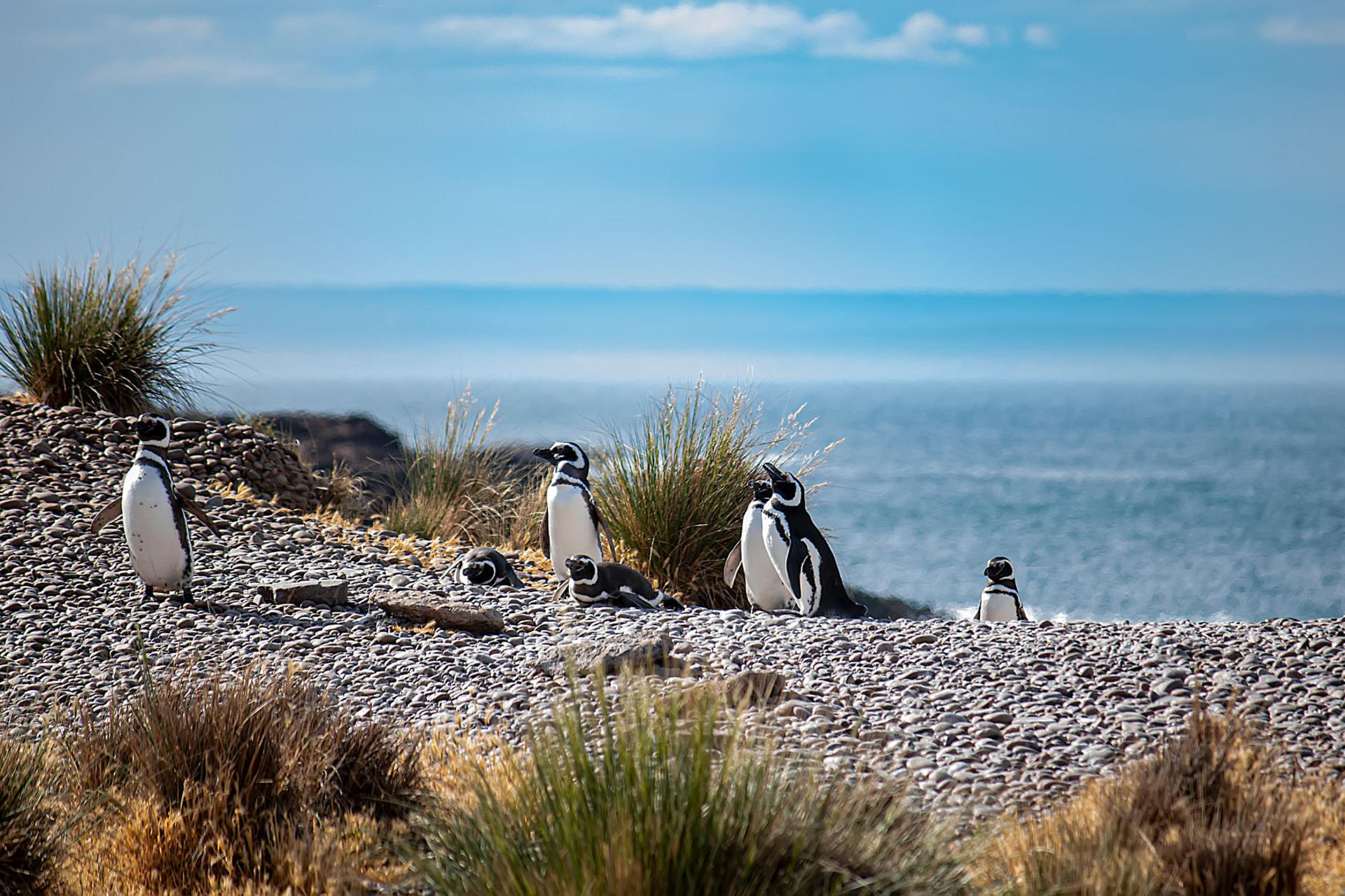 Fotografía cedida por Visit Argentina que muestra un grupo de pingüinos en Chubut (Argentina). EFE/ Visit Argentina