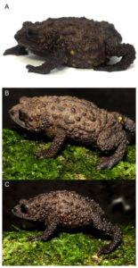 Fotografía cedida por el Instituto Nacional de Biodiversidad (Inabio) donde se observa una nueva especie de sapo denominado 'Osornophryne backshalli'. EFE/ Instituto Nacional de Biodiversidad (Inabio) / Mario H. Yánez-muñoz / Juan P. Reyes-puig