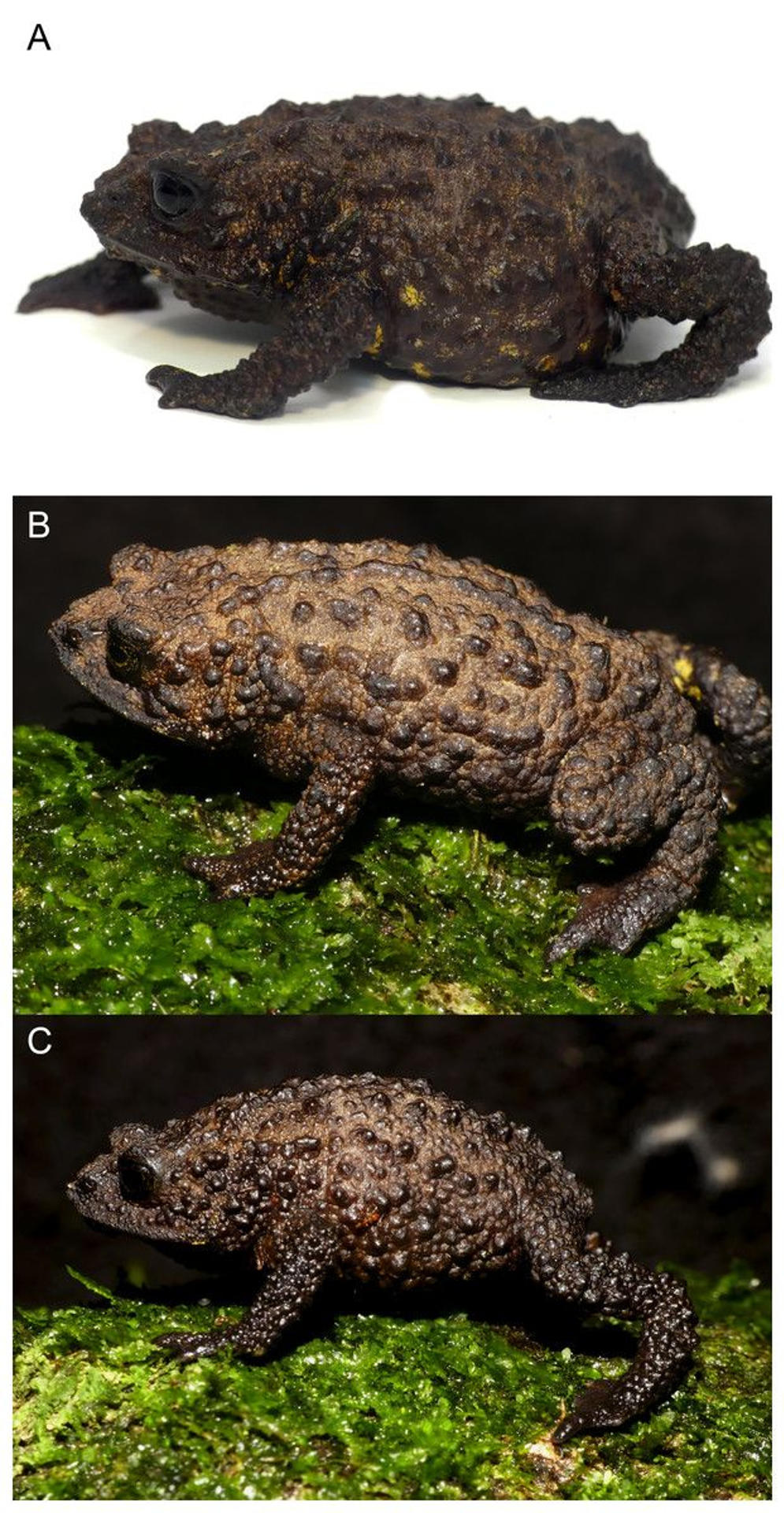 Fotografía cedida por el Instituto Nacional de Biodiversidad (Inabio) donde se observa una nueva especie de sapo denominado 'Osornophryne backshalli'. EFE/ Instituto Nacional de Biodiversidad (Inabio) / Mario H. Yánez-muñoz / Juan P. Reyes-puig
