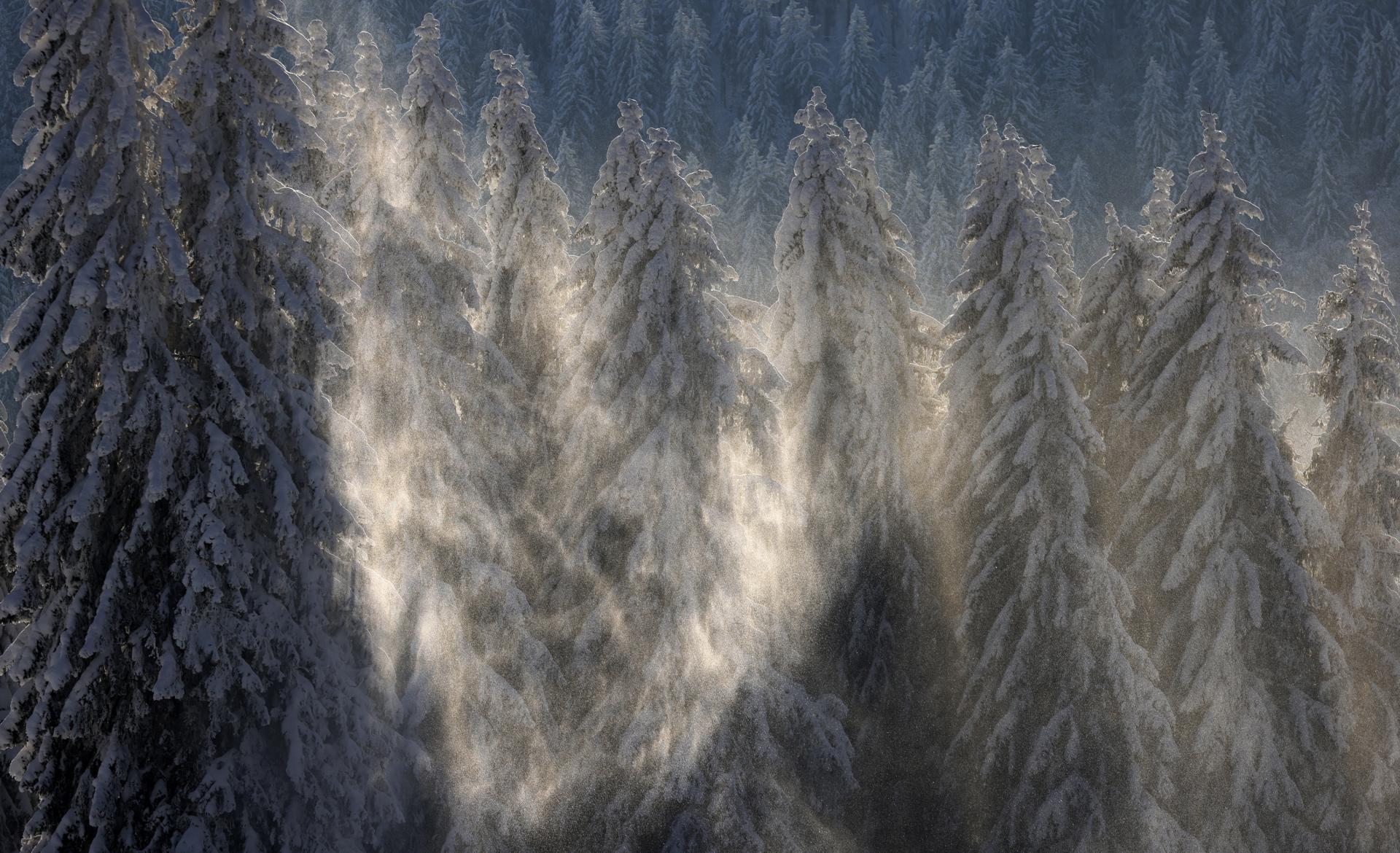 Imagen de archivo de la Selva Negra, Alemania. EFE/EPA/RONALD WITTEK