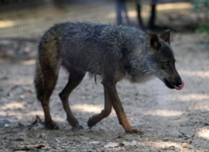 Imagen de archivo de un lobo ibérico. EFE/Toni Garriga