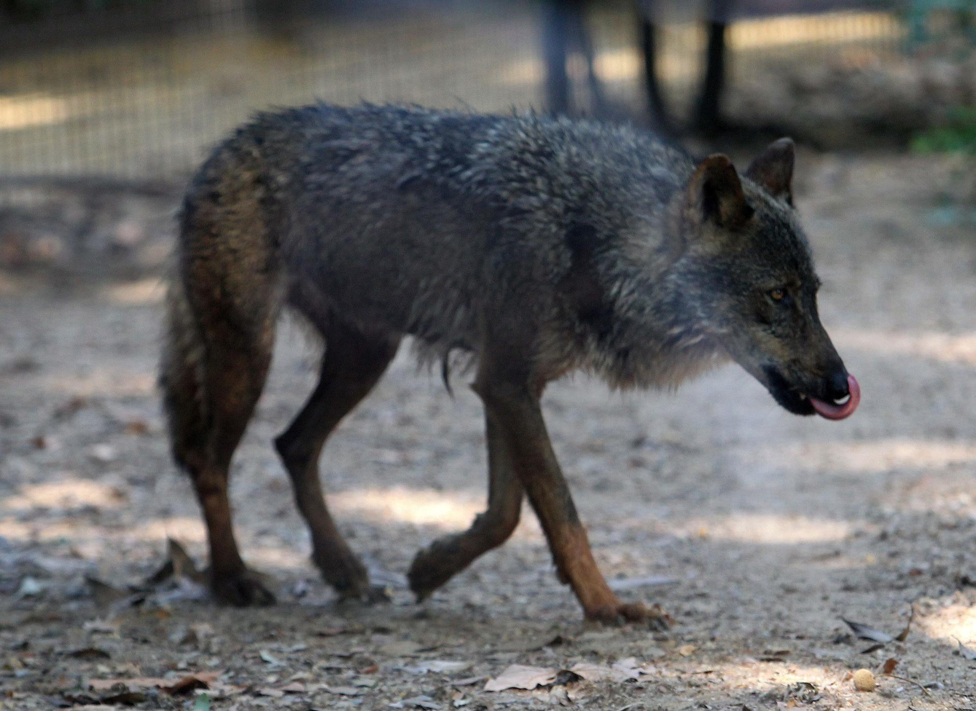 Imagen de archivo de un lobo ibérico. EFE/Toni Garriga
