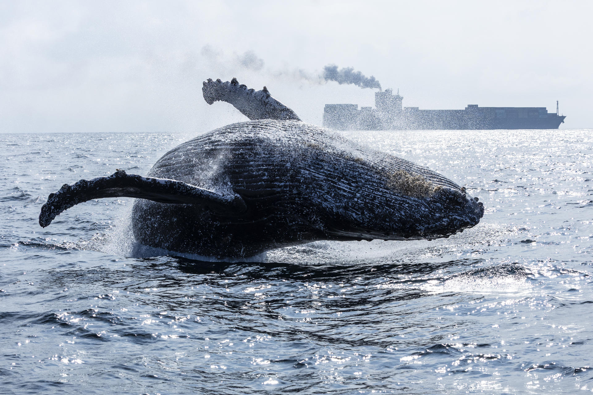 Fotografía que muestra el salto de una ballena jorobada este miércoles, en la Bahía de Guanabara, en Río de Janeiro (Brasil). EFE/ André Coelho