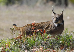Fotografía de archivo de un lince. EFE/Salas