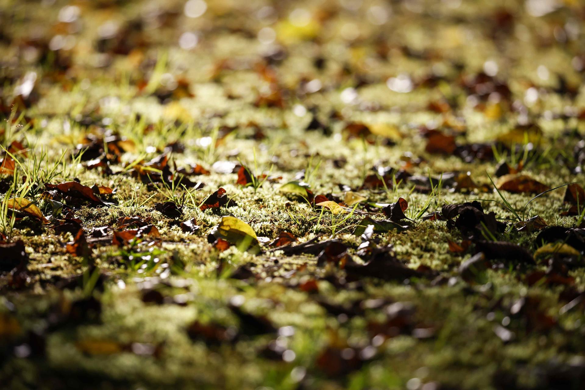 Fotografía de archivo del suelo de un bosque. EFE/ Jeffrey Arguedas