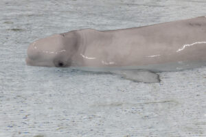 Fotografía cedida donde aparece Kimalu, una ballena beluga de 12 años, en un hábitat médico especial tras una cirugía pionera para extirparle quistes cerca de su espiráculo y en su cuello, en Chicago, Illinois (EE.UU.).EFE/Brenna Hernandez/Shedd Aquarium