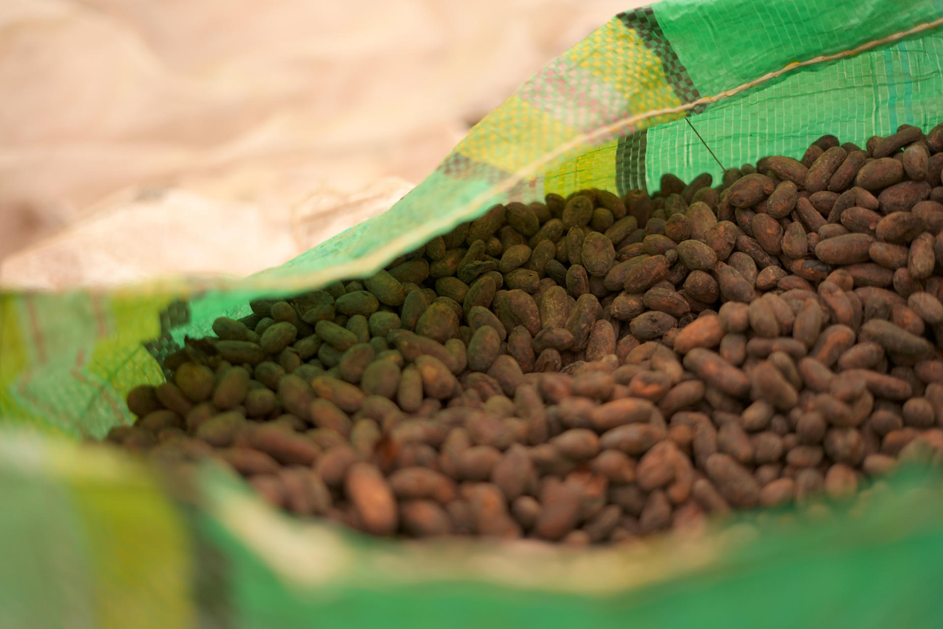 Ecuador se consolida como referente mundial en producción sostenible y libre de deforestación tras sumar al cacao, los lácteos y la guayusa a su oferta de alimentos. EFE/Programa de las Naciones Unidas para el Desarrollo (PNUD)