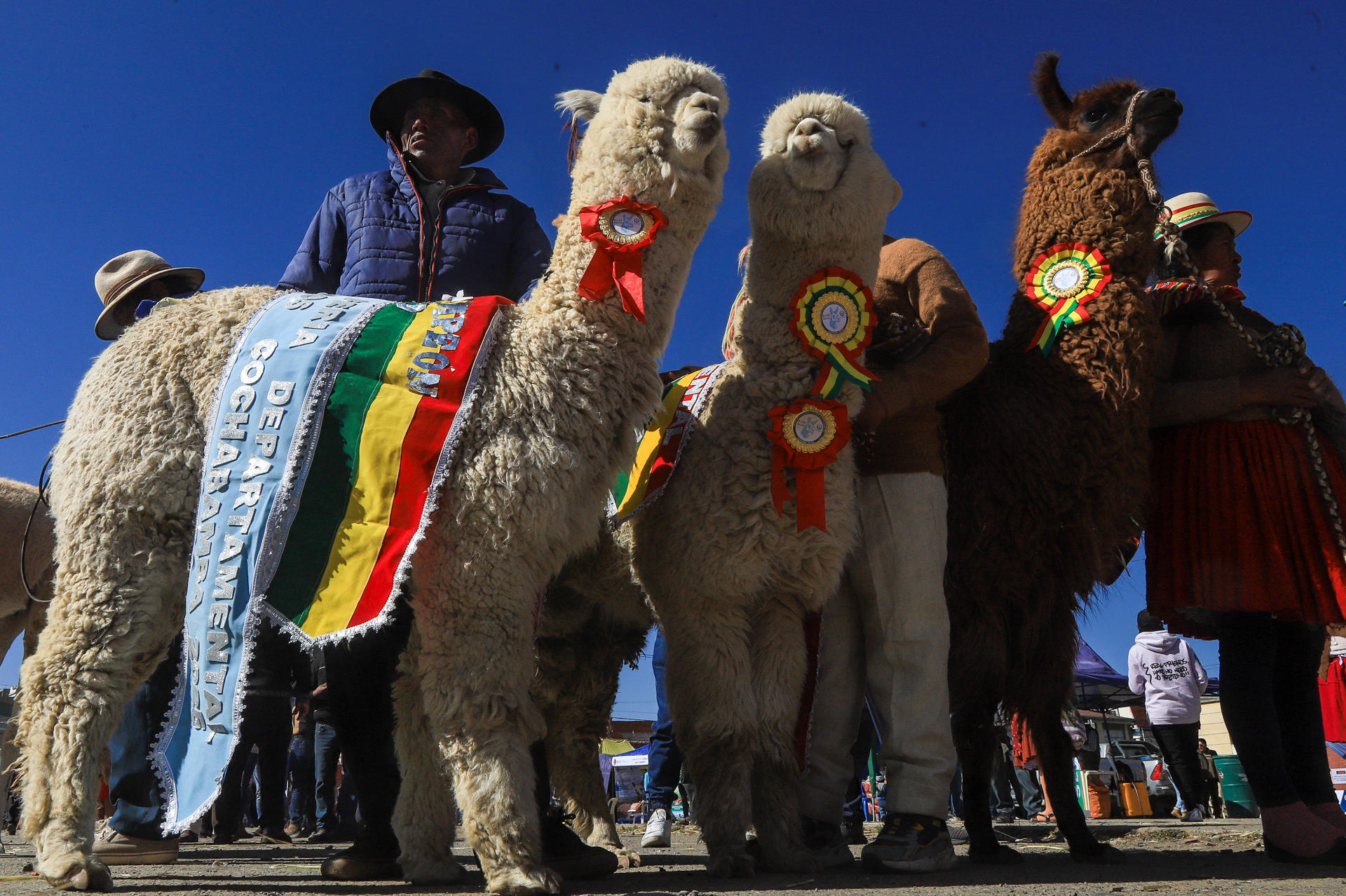 Criadores exponen sus alpacas durante una feria de camélidos este sábado, en El Alto (Bolivia). EFE/ Gabriel Márquez