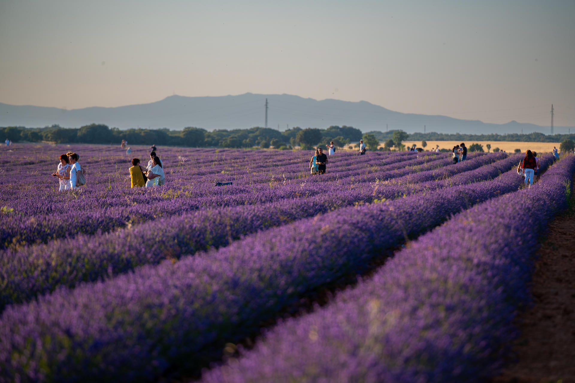 Imagen de archivo (09/07/2024) Cada mes de julio los campos de la comarca de Brihuega (Guadalajara) se visten de morado con la floración de lavanda y la zona recibe una avalancha de visitantes que quieren apreciar uno de los espectáculos naturales más esperados. EFE/Fernando Villar
