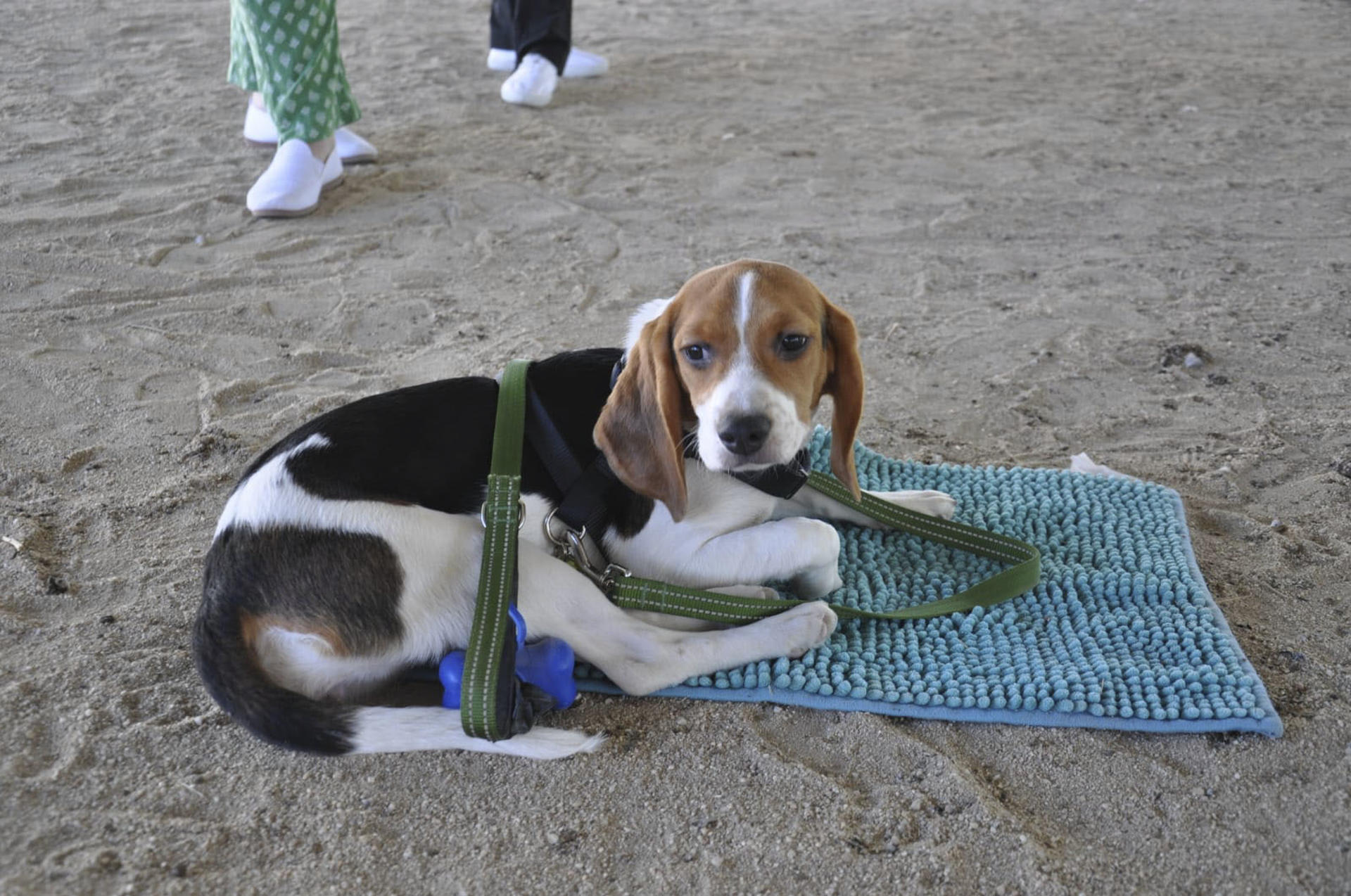 Los perros que manejan los alumnos de la Facultad de Veterinaria de la Complutense (UCM) en sus clases prácticas abandonan cada año el animalario del Hospital Veterinario para pasar las vacaciones en familias de acogida, según una fórmula novedosa en España que la universidad madrileña ha implantado con "excelentes resultados". Estos canes de la raza Beagle, conocidos por ser compactos, musculosos e inteligentes, "los utilizamos exclusivamente para prácticas del grado de Veterinaria, para enseñar a los alumnos a explorar a los animales, cómo escuchar el corazón, palpar el abdomen o poner un termómetro", explica a EFE la profesora Mercedes García Sancho. EFE/ Mercedes García Sancho SOLO USO EDITORIAL/SOLO DISPONIBLE PARA ILUSTRAR LA NOTICIA QUE ACOMPAÑA (CRÉDITO OBLIGATORIO)
