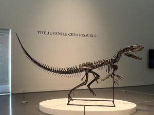 Fotografía de un Ceratosaurus expuesto este 8 de julio de 2025, en la casa de subastas Sotheby's en Nueva York (EE.UU.). EFE/ Andrea Gallego