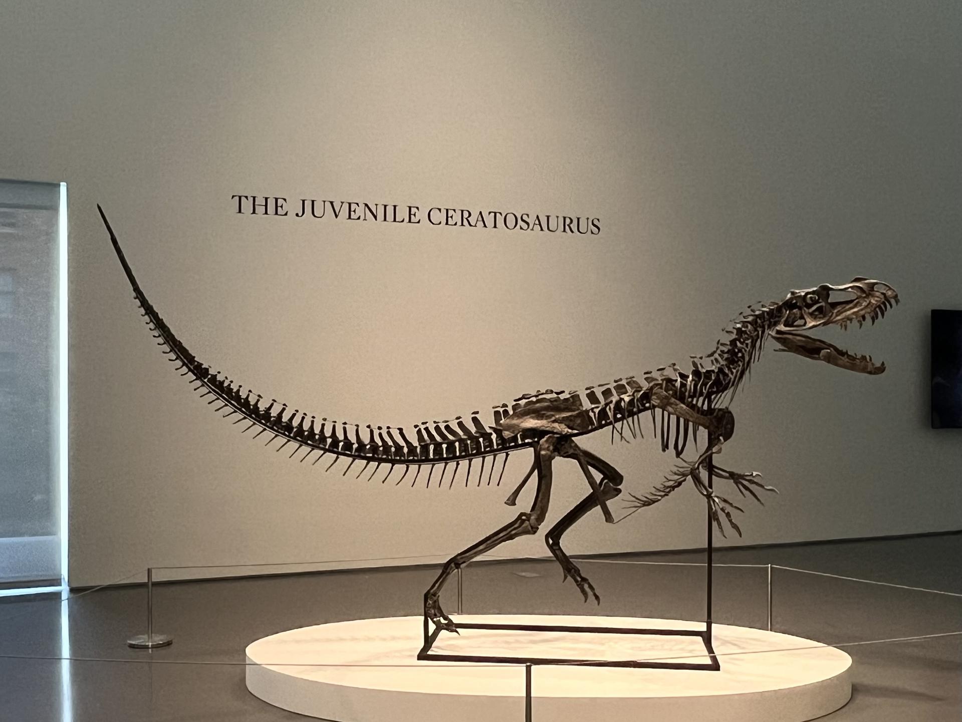 Fotografía de un Ceratosaurus expuesto este 8 de julio de 2025, en la casa de subastas Sotheby's en Nueva York (EE.UU.). EFE/ Andrea Gallego