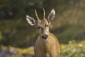 Fotografía cedida por Rewilding Chile de un huemul en Cabo Froward (Chile). EFE/ Eduardo Hernández/ Rewilding Chile.