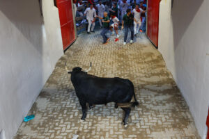 Uno de los toros de la ganadería Cebada Gago se queda retrasado y los pastores intentan reconducirlo durante el segundo encierro de los Sanfermines este martes, en Pamplona. EFE/ Ainhoa Tejerina