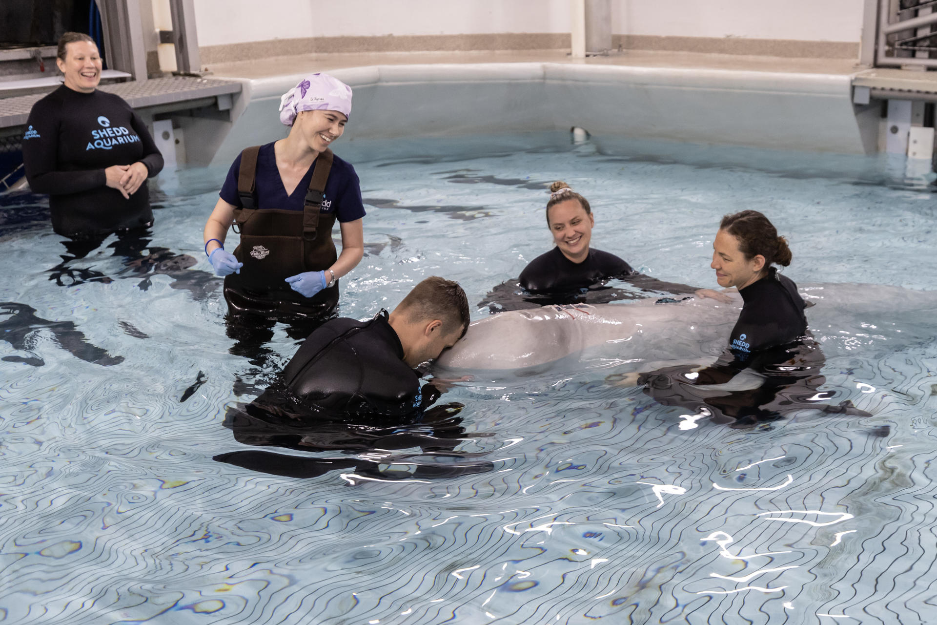Fotografía cedida donde aparece personal del acuario introduciendo a Kimalu, una ballena beluga de 12 años, en un hábitat médico especial tras una cirugía pionera para extirparle quistes cerca de su espiráculo y en su cuello, en Chicago, Illinois (EE.UU.). EFE/Brenna Hernandez/Shedd Aquarium