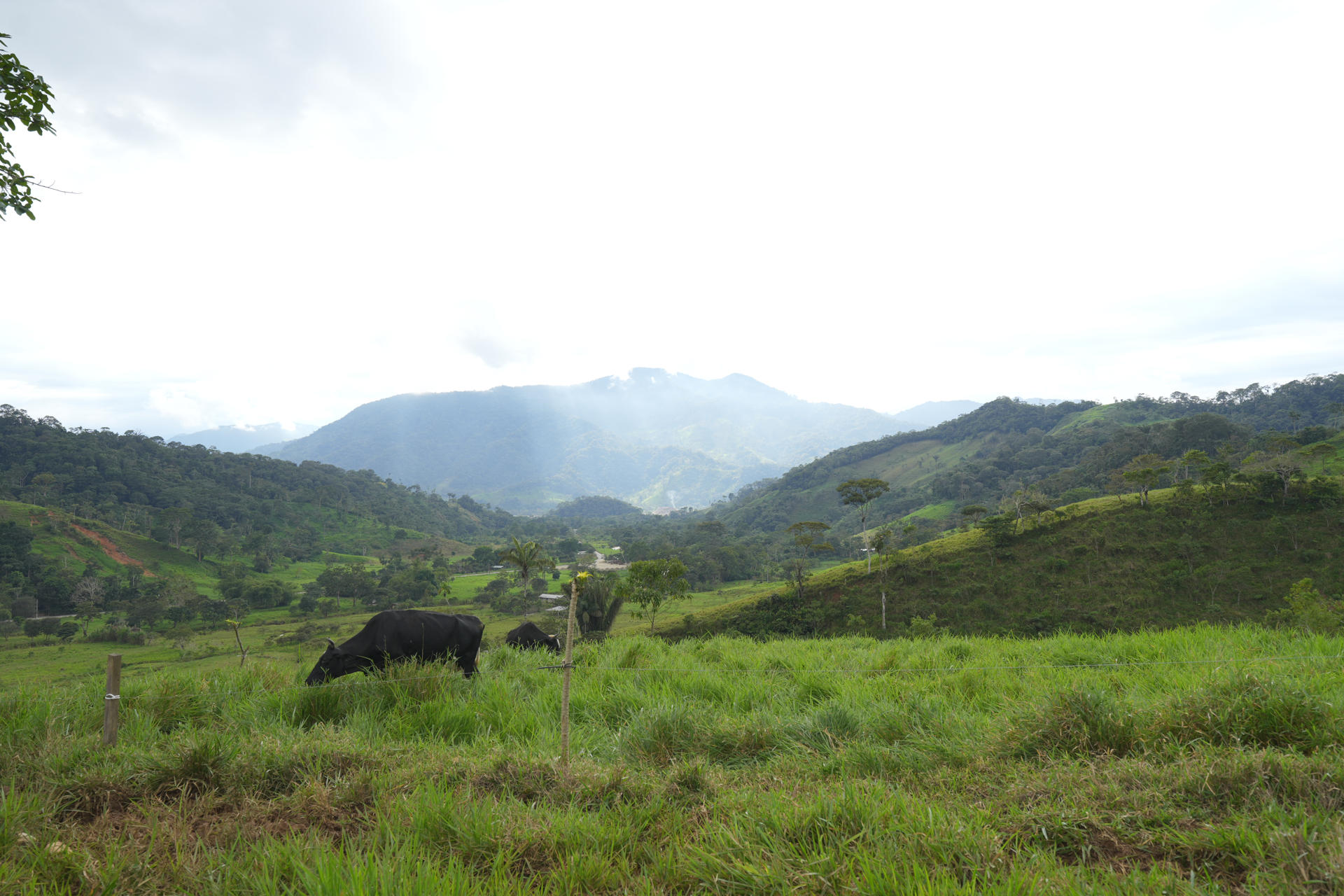 Ecuador se consolida como referente mundial en producción sostenible y libre de deforestación tras sumar al cacao, los lácteos y la guayusa a su oferta de alimentos producidos sin nueva pérdida de bosques. EFE/Programa de las Naciones Unidas para el Desarrollo (PNUD)