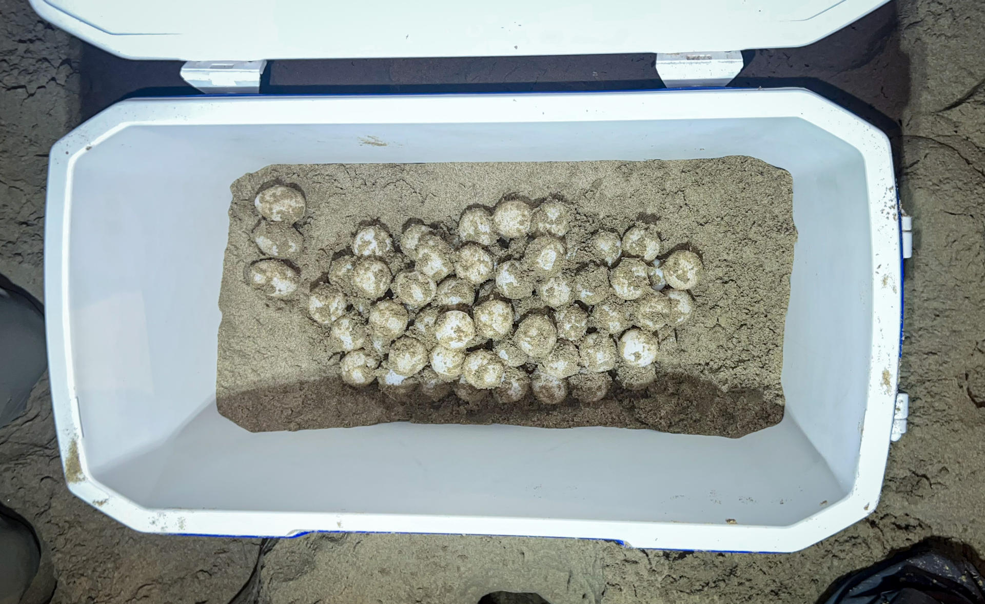 El periodo de anidación de la tortuga boba (Caretta caretta) continúa en la Comunitat Valenciana con el hallazgo del tercer nido de la temporada, esta vez en la playa de Los Arenales del Sol, en Elche, durante la pasada madrugada, según un comunicado del Oceanogràfic. EFE/ Oceanogràfic NDP + ADV SOLO USO EDITORIAL/SOLO DISPONIBLE PARA ILUSTRAR LA NOTICIA QUE ACOMPAÑA (CRÉDITO OBLIGATORIO)