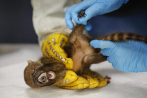 Detalle de un gato solo (Nasua narica) al ser examinado en la clínica veterinaria del Ministerio de Ambiente de Panamá, especializada en la atención de fauna silvestre rescatada del tráfico y la tenencia ilegal, en el Parque Nacional Camino de Cruces, al norte de Ciudad de Panamá. EFE/Bienvenido Velasco