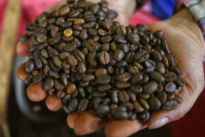 Fotografía de archivo del 11 de marzo de 2025 de una persona mostrando granos de café en la aldea de Florida en el municipio de Marcala (Honduras). EFE/ Gustavo Amador