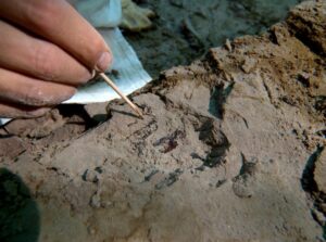 Trabajos de excavación de los restos de Vulcanoscaptor ninoti en el yacimiento del Camp dels Ninots. Fotografía facilitada por el Instituto Catalán de Paleoecología Humana y Evolución Social. Gerard Campeny / IPHES-CERCA. EFE