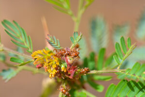 Fotografía cedida este lunes, 28 de abril, por el Instituto Smithsonian de Investigaciones Tropicales (STRI) que muestra a varias hormigas Pseudomyrmex spinicola al alimentarse del néctar producido por los nectarios extraflorales en las plantas cachito (Vachellia collinsii). EFE/Instituto Smithsonian de Investigaciones Tropicales/Jorge Alemán