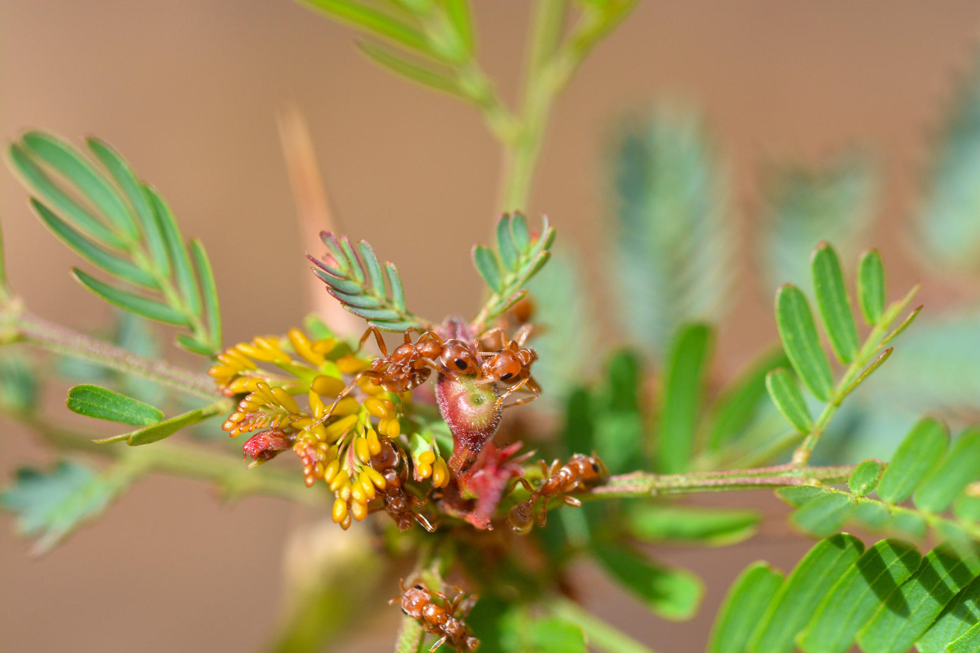 Fotografía cedida este lunes, 28 de abril, por el Instituto Smithsonian de Investigaciones Tropicales (STRI) que muestra a varias hormigas Pseudomyrmex spinicola al alimentarse del néctar producido por los nectarios extraflorales en las plantas cachito (Vachellia collinsii). EFE/Instituto Smithsonian de Investigaciones Tropicales/Jorge Alemán