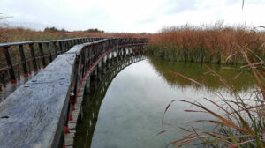 Imagen de archivo del Parque Natural de Las Tablas de Daimiel, Ciudad Real, ejemplo de ecoturismo en España. EFE/Raúl Casado