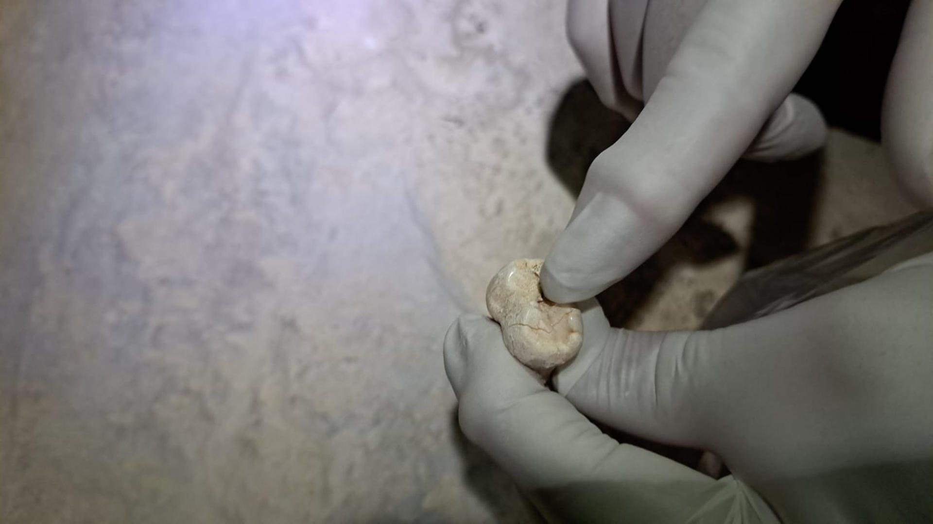 Un equipo de paleontólogos del grupo de investigación Aragosaurus-IUCA de la Universidad de Zaragoza ha identificado, por primera vez, restos fósiles de oso de las cavernas (Ursus spelaeus) en el macizo de Cotiella, en el Pirineo oscense. Según informa la Institución universitaria aragonesa, el descubrimiento, realizado en la cavidad F009 de Chorro Alto, supone una "nueva y prometedora" línea de investigación en este sistema kárstico de alta montaña y podría convertirse en el segundo yacimiento documentado de esta especie en la provincia de Huesca. EFE/ Universidad de Zaragoza SOLO USO EDITORIAL/SOLO DISPONIBLE PARA ILUSTRAR LA NOTICIA QUE ACOMPAÑA (CRÉDITO OBLIGATORIO)