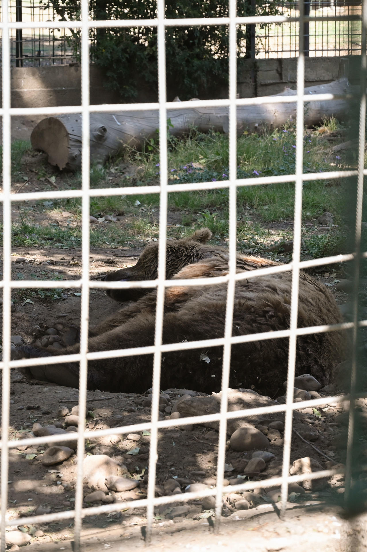 Los osos más famosos de León, Luna y Ponderoso, que permanecen en el Coto Escolar de la ciudad desde hace más de 30 años y que están considerados como los ejemplares de su especie más longevos en cautividad, serán trasladados al santuario alemán de Gnadenhof Für Bären, ubicado cerca de la ciudad Múnich, a más de 2.000 kilómetros de León. EFE/J.Casares
