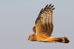 Foto del aguilucho pálido cortesía de SEO BirdLife
