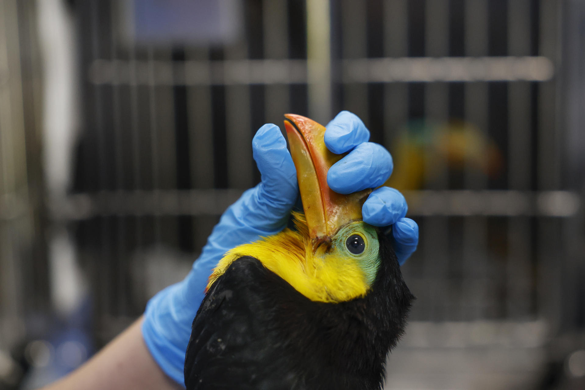 Detalle del pico de un tucán picoiris (Ramphastos sulfuratus) al ser examinado en la clínica veterinaria del Ministerio de Ambiente de Panamá, especializada en la atención de fauna silvestre rescatada del tráfico y la tenencia ilegal, en el Parque Nacional Camino de Cruces, al norte de Ciudad de Panamá. EFE/Bienvenido Velasco
