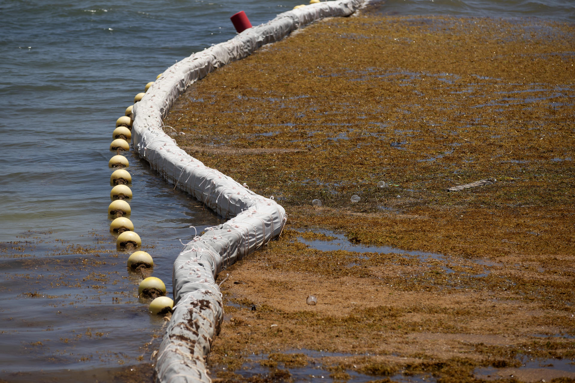 Fotografía de un área cerca a la playa con barreras instaladas para evitar la aglomeración el sargazo, el 9 de julio de 2025 en Punta Cana (República Dominicana). EFE/Orlando Barría