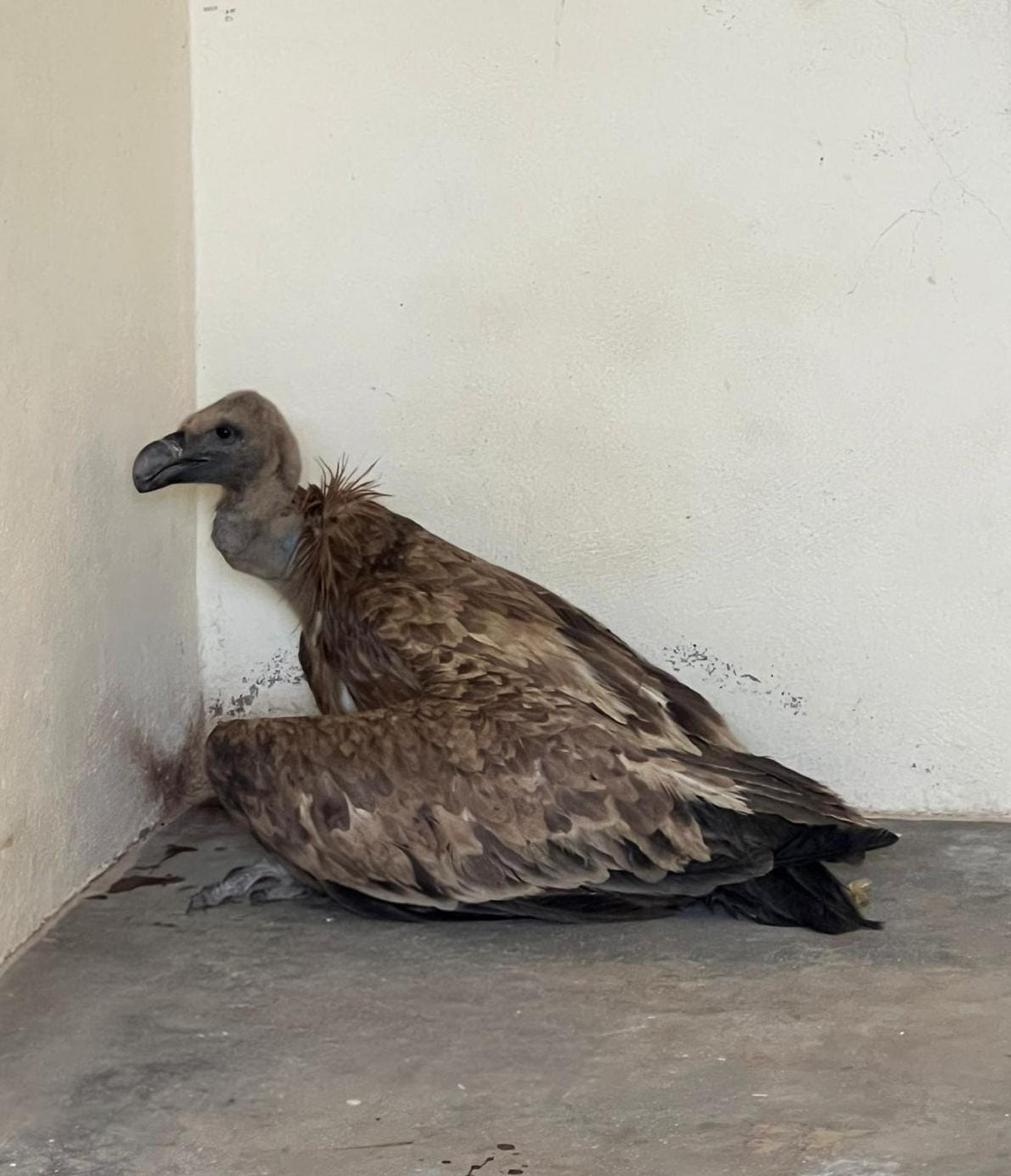Fotografía cedida por la Agencia Nacional de Agua y Bosques (ANEF) que muestra un buitre leonado este sábado tras haber sido liberado tratado y recuperado de heridas causadas, al parecer, por perros callejeros. EFE/ Agencia Nacional de Agua y Bosques /SOLO USO EDITORIAL NO VENTAS /SOLO DISPONIBLE PARA ILUSTRAR LA NOTICIA QUE ACOMPAÑA (CRÉDITO OBLIGATORIO)