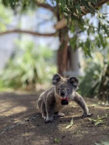 Koala salvaje con un collar personalizado con registrador GPS y acelerómetro. Crédito: Ami Fadhillah Amir Abdul Nasir. Imagen de uso editorial facilitada por la Sociedad de Biología Experimental.