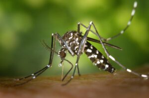 Un mosquito tigre en una imagen cedida por Anecpla.
