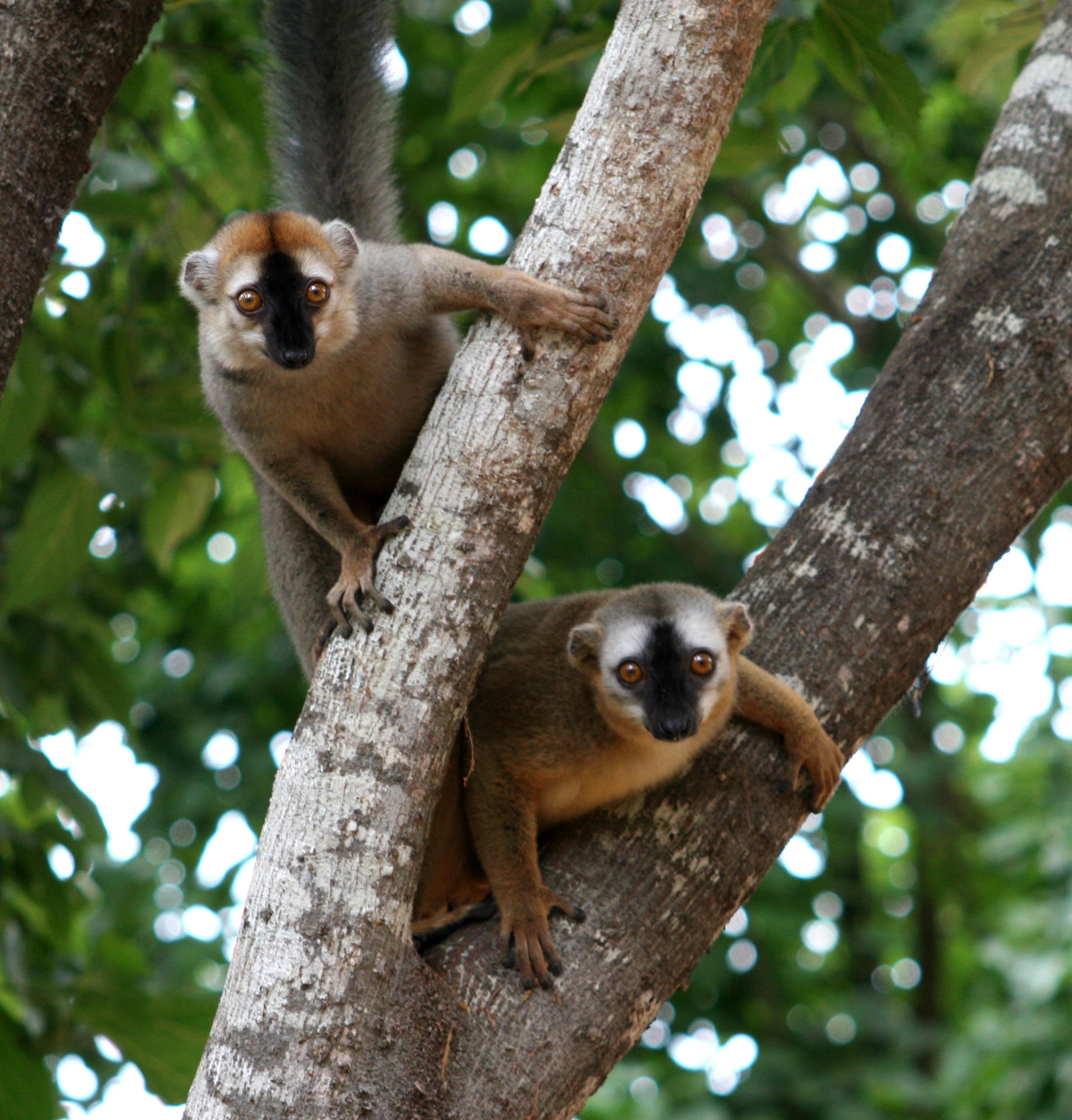 Dos lémures de frente roja asomándose desde un árbol, un macho a la izquierda y una hembra a la derecha. En esta especie, los machos son del mismo tamaño que las hembras, y las hembras son dominantes sobre los machos. Fotografía facilitada por Claudia Fichtel. EFE