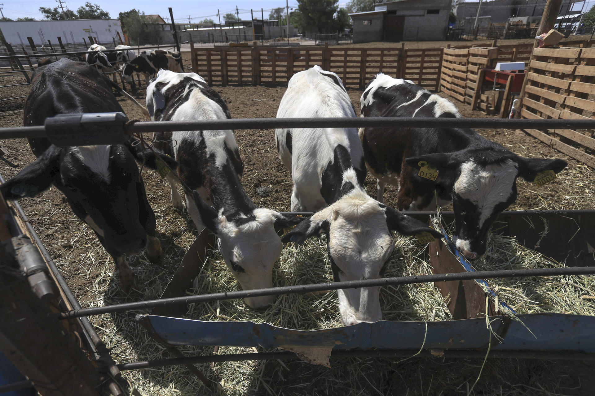 Fotografía de ganado en un negocio de producción de leche y queso este lunes, en Ciudad Juárez (México). EFE/ Luis Torres