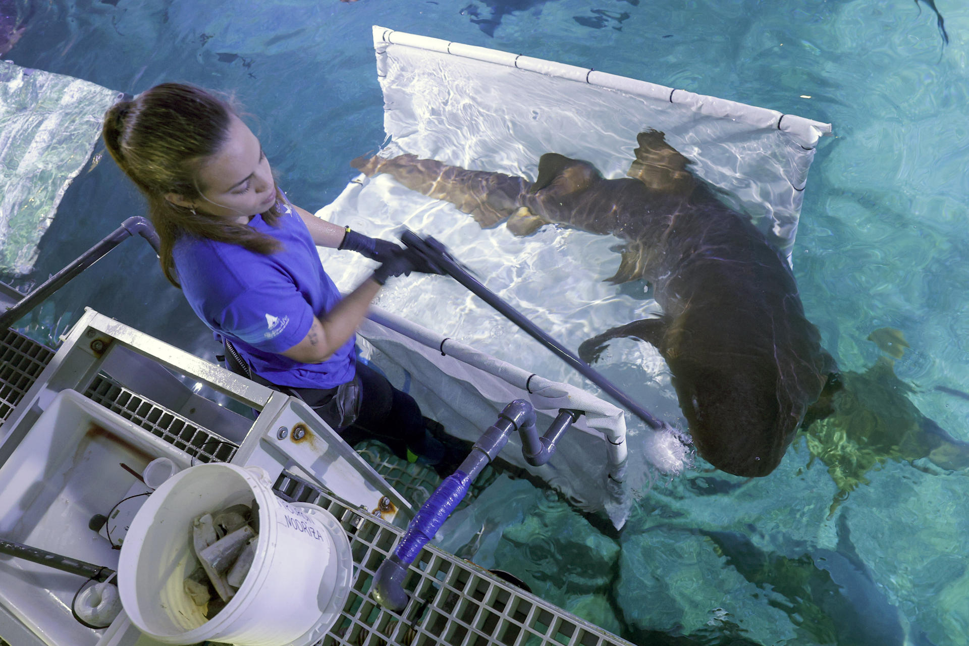 Una acuarista de la sección de Océanos durante el manejo de un escuálido en las instalaciones del Oceanografic el20 de octubre de 2022 se ha inaugurado el congreso internacional sobre tiburones que por primera vez se celebra en Europa y donde expertos de todo el mundo aportarán durante tres jornadas sus últimas investigaciones y alertas. EFE/Manuel Bruque/Archivo