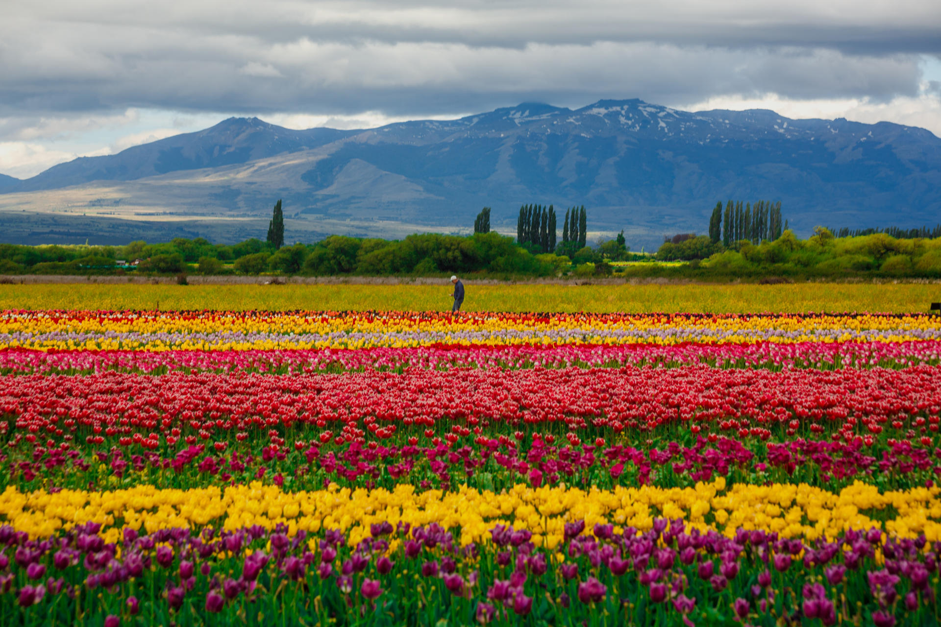 Fotografía cedida por Visit Argentina que muestra un campo de tulipanes en Chubut (Argentina). EFE/ Visit Argentina