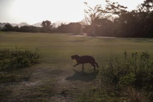 Fotografía de archivo que muestra a un capibara mientras pasea por un campo de golf. EFE/ Antonio Lacerda
