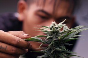 Fotografía de archivo de un tailandes con una planta de marihuana.
EFE/EPA/RUNGROJ YONGRIT