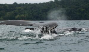 Fotografía de archivo de ballenas jorobadas en el océano Pacífico. EFE/MAURICIO DUEÑAS