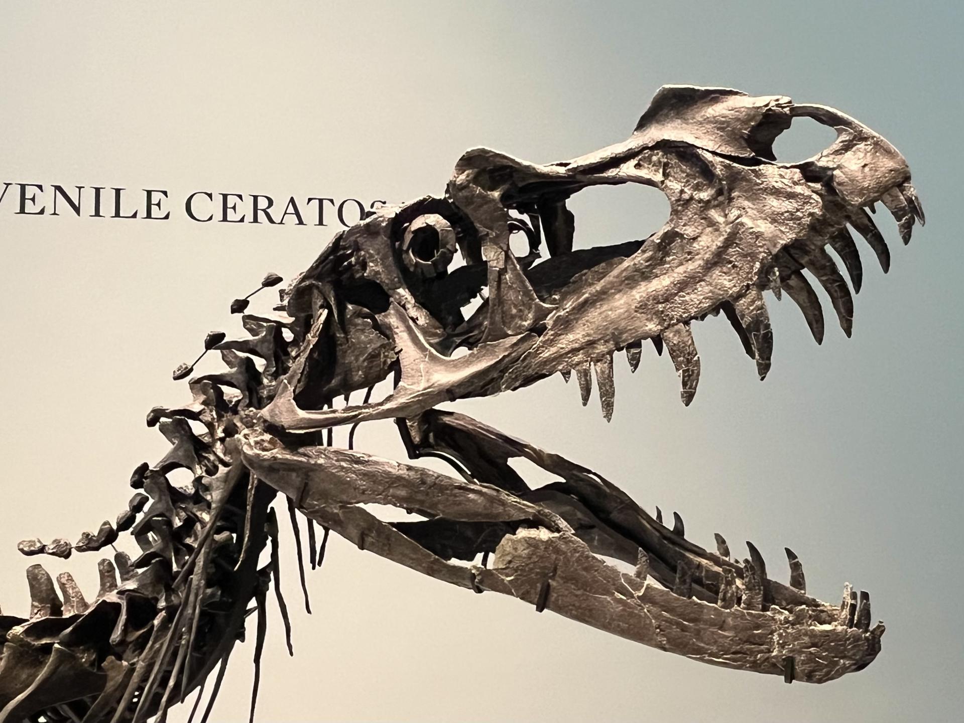 Fotografía de un Ceratosaurus expuesto este 8 de julio de 2025, en la casa de subastas Sotheby's en Nueva York (EE.UU.). EFE/ Andrea Gallego