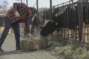 El ganadero José Prieto alimenta vacas para su negocio de producción de leche y queso este lunes, en Ciudad Juárez (México). EFE/ Luis Torres