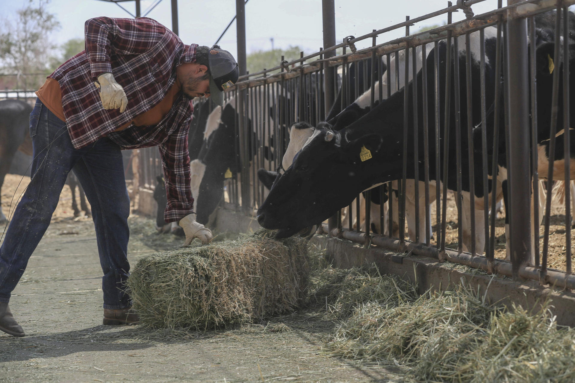 El ganadero José Prieto alimenta vacas para su negocio de producción de leche y queso este lunes, en Ciudad Juárez (México). EFE/ Luis Torres